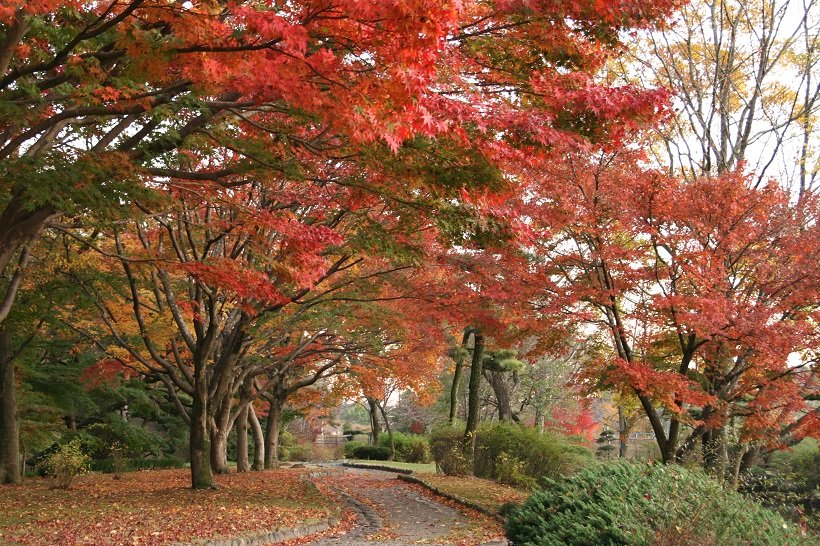 水戸　偕楽園　もみじ谷