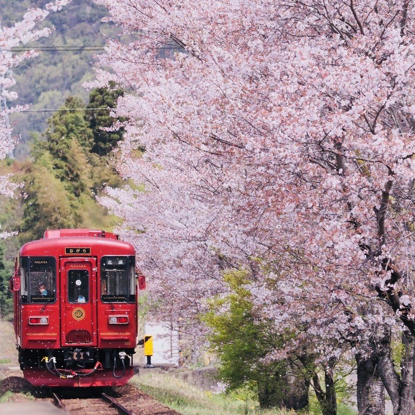 【車窓に春風🌸お花見列車】清流と美を競う桜並木 「スイーツ&お花見」も 長良川鉄道 (岐阜)美濃太田~郡上八幡~美濃太田
