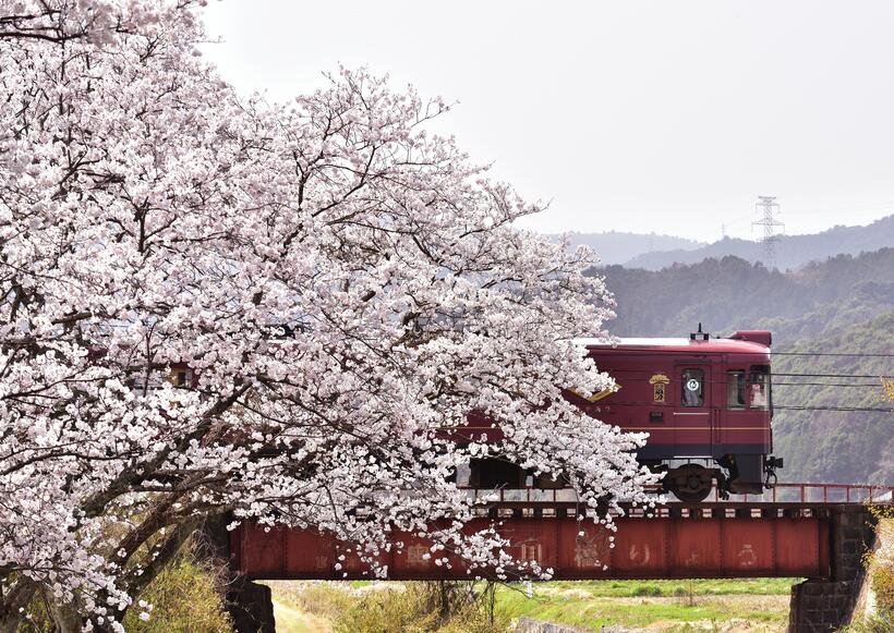 【車窓に春風🌸お花見列車】天の橋立と山里の桜を観光列車で楽しむ 京都丹後鉄道(京都)西舞鶴~天橋立~夕日ヶ浦木津温泉(1)